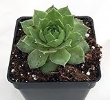 Green Wheel Hens & Chicks - Sempervivum - Very Hardy - Quart Pot
