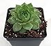 Green Wheel Hens & Chicks - Sempervivum - Very Hardy - Quart Pot