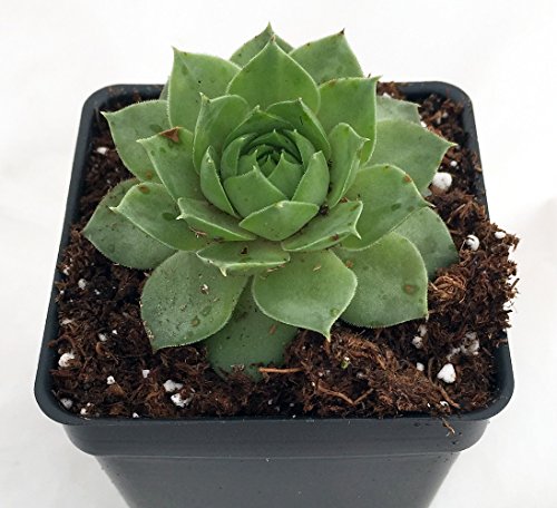 Green Wheel Hens & Chicks - Sempervivum - Very Hardy - Quart Pot Green Wheel Hens & Chicks - Sempervivum - Very Hardy - Quart Pot