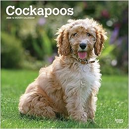 cockapoo x poodle