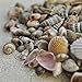 Miniature Fairy Garden Tiny Seashells