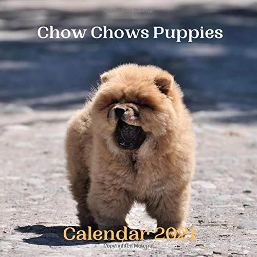 chow chows puppies