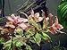 Aquatic Arts Dark Red Ludwigia - 2 Bunches - Large Live Aquarium Plant
