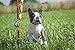 Tether Tug TETH004 Dog Fun Toy, Multi-Colour