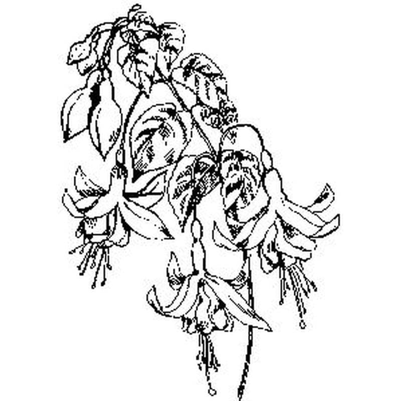 Art Stamps Garden Stamp, Fuchsia