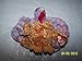 TY Beanie Baby - TOMMY the Turkey