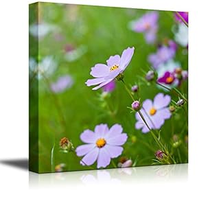 Canvas Prints Wall Art - Different Pink Cosmos Flowers Closeup | Modern Wall Decor/Home Art Stretched Gallery Canvas Wraps Giclee Print & Ready to Hang - 12" x 12"