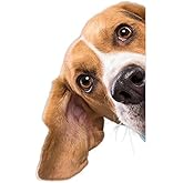 2pcs Beagle Dog Vinyl Car Decal 3.54"x5.91", Friendly Hound Dog Sticker for Car, Truck, Window, Cheerful Pet Decor | #V1384