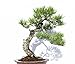 Boncas Bundle 1.0, 1.5, 2.0 Black Wire-New Bonsai