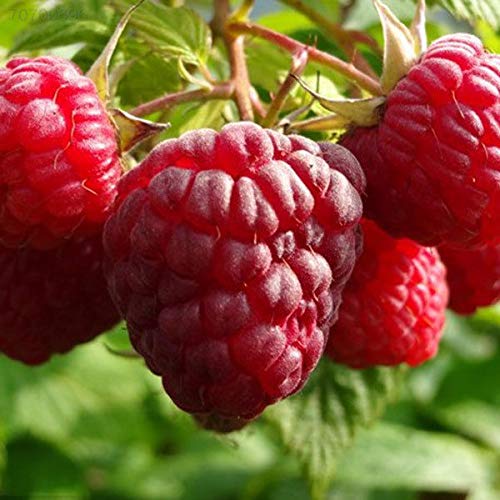 Portal Cool 10Pcs/Bag Sugar Apple Seeds, Apple Custard Apple Fruit Seeds, Bonsai Tree Seeds