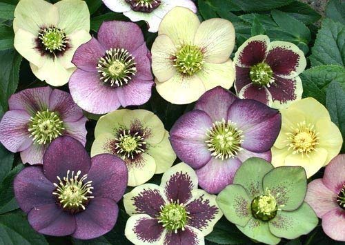 Hellebore x hybridus 20 Fresh Seeds