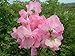 Sweet Pea - Gwendoline - 30 Seeds