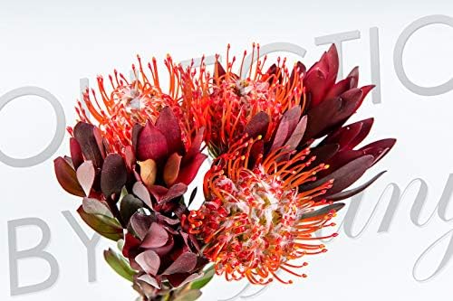 Fresh Protea Bouquet for Garland, Floral Arrangement, Birthday, Anniversary & Funeral Long Lasting, Decoration for Wedding, Event, Everyday, Occasion Gift.