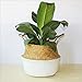 Aneil Woven Belly Storage Basket, Seagrass Planter with Handle, Plant Flower Pots, Home Kitchen Organizer (L, White)