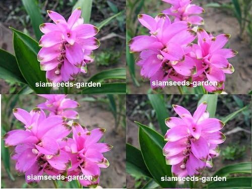5 Plants Bulbs Pratumrat with green rim Siam Tulip Curcuma Alismatifolia Tropical Fresh and Viable + FREE PHYTO Flower Fresh & Viable From Garden