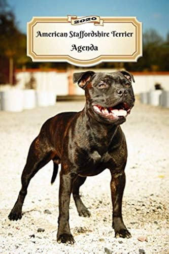 Download 2020 American Staffordshire Terrier Agenda: 107 Pagine | Dimensioni DIN A5 | Pianificatore Settimanale | 12 Mesi | Due Pagine Per Settimana | Calendario | Diario | Cane PDF