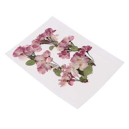 Sharprepublic Belle Réel Fleurs Séchées Pressées Sèche