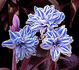 2 PCS Amaryllis bulbs True Hippeastrum bulbs flowers (Not seeds) Barbados Lily potted home garden Balcony plant Bulbous 08