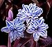 2 PCS Amaryllis bulbs True Hippeastrum bulbs flowers (Not seeds) Barbados Lily potted home garden Balcony plant Bulbous 08
