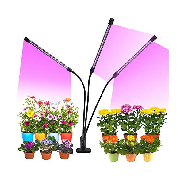 grow lights timing