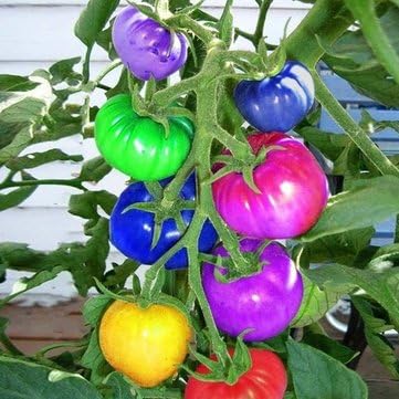 100Pcs Rainbow Tomato Seeds Colorful Bonsai Organic Vegetables and Fruits Seeds Home Garden by Aroundstore