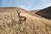 Montana Decoy Antelope Buck, Brown