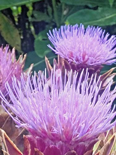Plentree Cardoon- 7+ Seeds. Organic, Non-GMO. (Cynara) Dramatic Plant, Artichoke Taste!