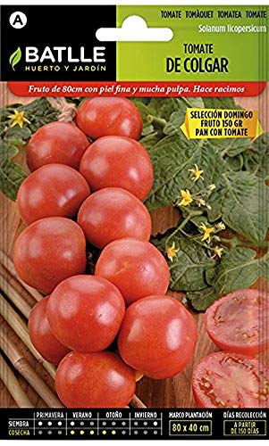 Seeds Batlle – Tomato Seeds Hanging, Sunday variety