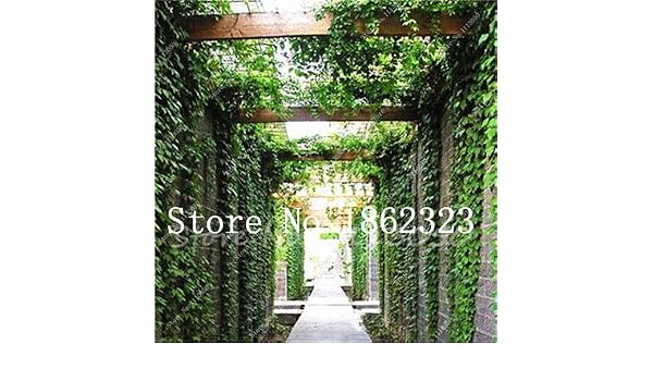 Kalash nuevas 100 PC Ivy hoja de la enredadera semillas para ...