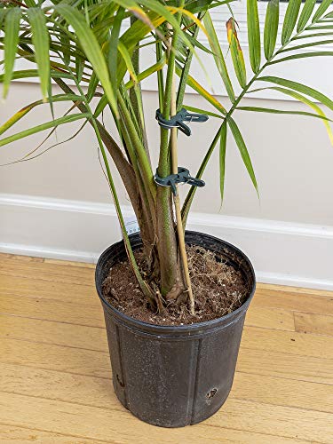 Happy Hydro 20 Large Plant Clips - Reusable Plant Support Option for Your Garden - Thumbnail 5