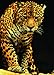 EuroGraphics Leopard Puzzle (1000-Piece)