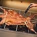 beyetori Meat Digital Real-Time Reading Cooked Large Kitchen Food BBQ Thermometer Can Be Used for Roast Beef and Chicken Boiled Milk, Standard, Black