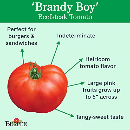 Burpee Brandy Boy' Hybrid Beefsteak Slicing Tomato, 35 Seeds Pricepulse