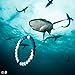 Lokai Shark Limited Edition Bracelet