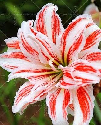 Amazon 1ピース真のユリの種子 二重花びらユリの花の種 ユリ 盆栽ポット花の種種子の根ユリ種子ペレン 果物