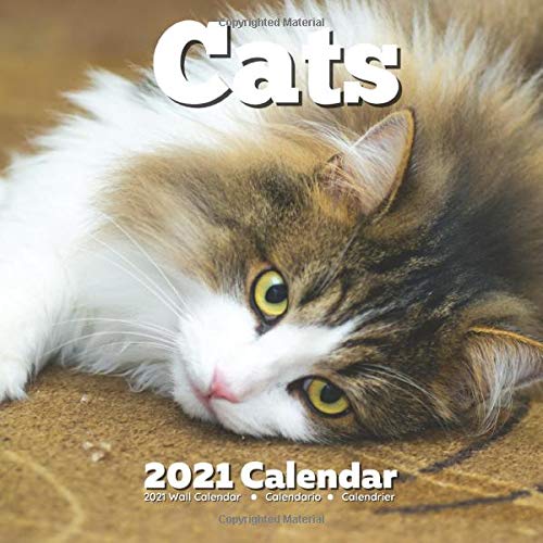 amazon uk gifts for cat lovers