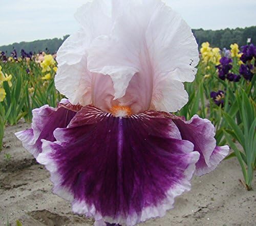Iris germanica Ringo hardy perennial special offer X3 plants in pack