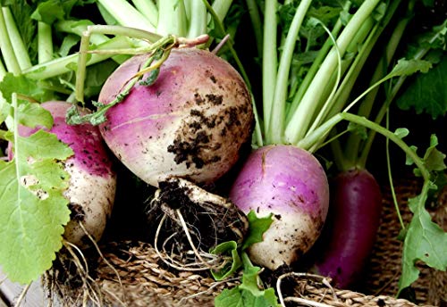 Turnip Purple Top White Globe up to 20 Seeds