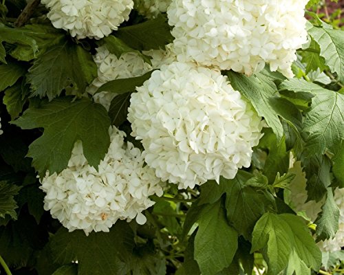 Eastern snowball bush ( viburnum ) - live plant - quart…