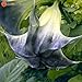 Brand New! Black Datura Seeds,Brugmansia Angel Trumpets,Bonsai Tree Flower Seeds 50 Particles / lot