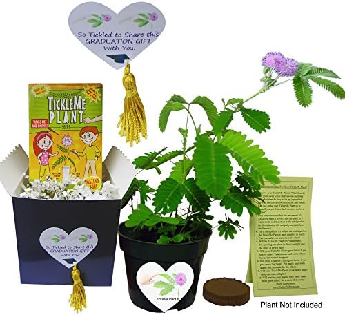 Graduation Gift - Say "So Tickled to Share This Graduation Gift with You" Grow The TickleMe Plant That Closes its Leaves When Tickled. Perfect Pet-Like Plant for A High School Grad or A College Dorm.