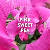 Air Wick Plug In Diffuser Triple Refill Pink Sweet Pea 3 x 19ml Long Lasting view 2