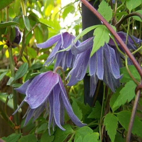3 Clematis Macropetala Buy 3 Buy 2 1 5 Litre Pot Blue And Winter Hard Clematisonline Climbing Plants Flowers Amazon De Garten