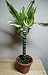 Creme & Green Corn Plant - Dracaena - 6" Pot - Easy to Grow House Plant primary