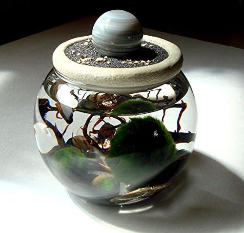 Live Marino Moss Ball “Agate Planet” Gemstone Sphere Stone Top Unique Mini Aquarium