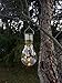 Industrial Rewind Hanging Solar Light Bulb with S Hook (1)