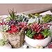 CEWOR 10pcs Mini Artificial Succulents Different Kinds for Plants Wall Decoration DIY Materials