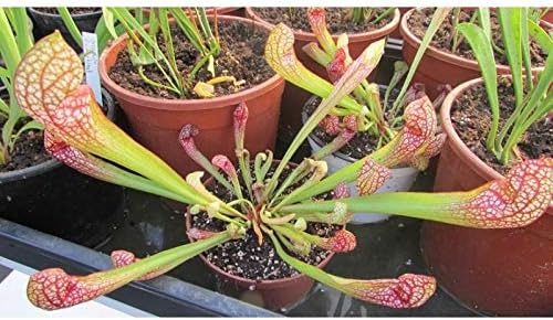 Sarracenia Scarlet Belle: Amazon.es: Jardín