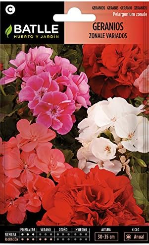 Semillas de Flores - Geranios Zonale variados - Batlle: Amazon.es ...