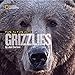 Face to Face with Grizzlies (Face to Face with Animals) - Book by Joel Sartore